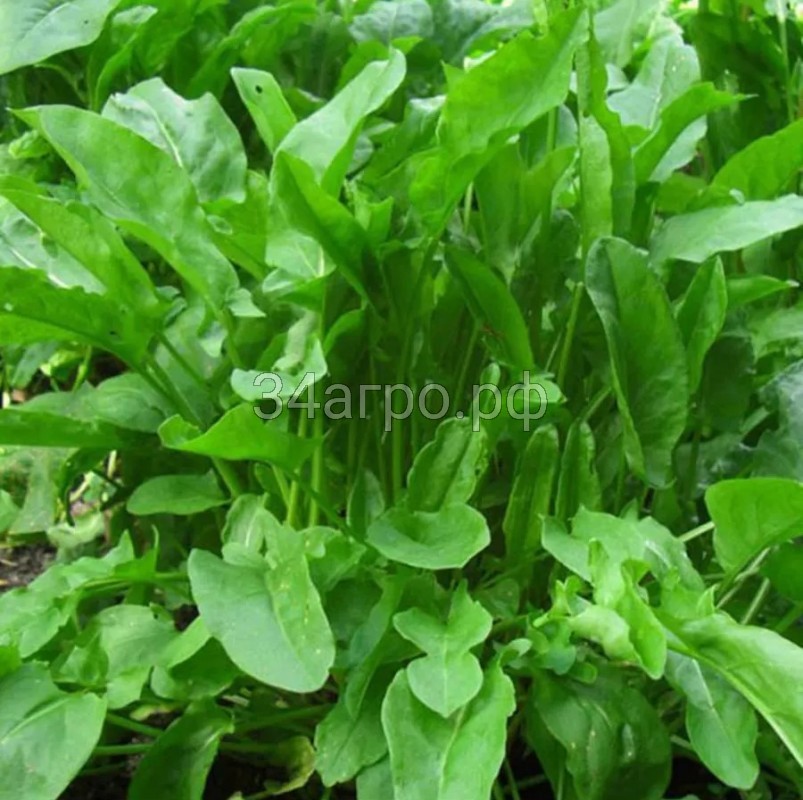 Щавель Бельвильский 100 гр.