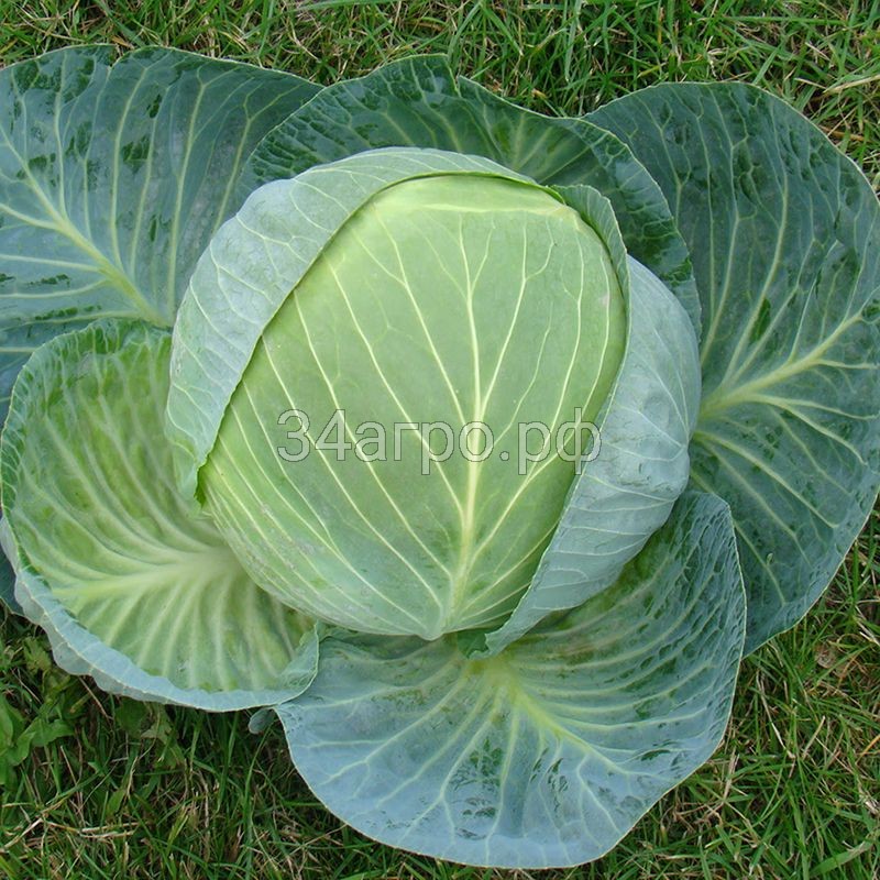 Капуста белокочанная Центурион F1 2500 семян