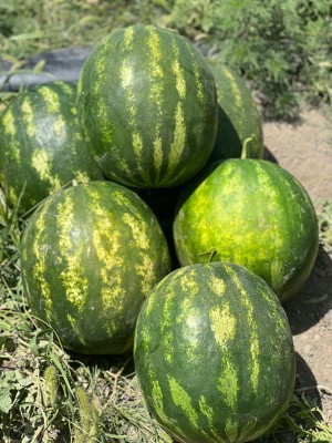 Арбуз Алисон F1 25 семян