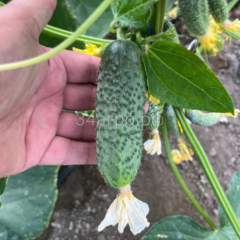 Огурец Янычар F1 10 семян
