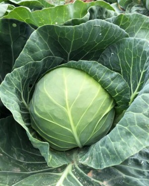 Капуста белокачанная Эврика F1 50 семян