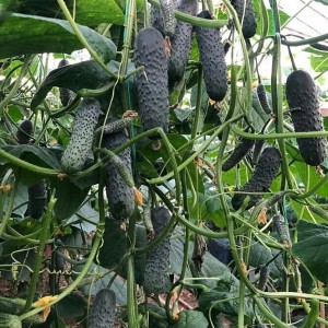 Огурец Ведрас F1 500 семян копия №1760079363