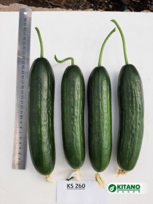 Огурец KS 260 F1 25 семян