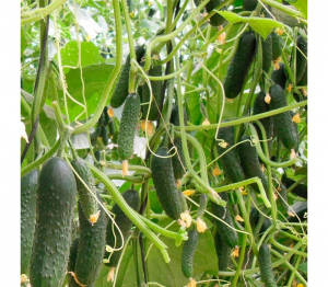 Огурец Северин F1 1000 семян