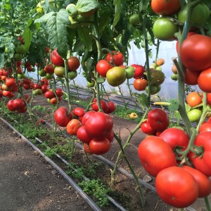 Томат Рестлер F1 50 семян