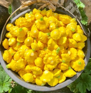 Патиссон Грошик 100 грамм