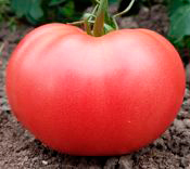 Томат Волгоградские Зори 20г