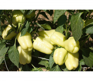 Перец сладкий Ведрана F1 100 семян