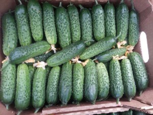 Огурец Артист F1 25 семян