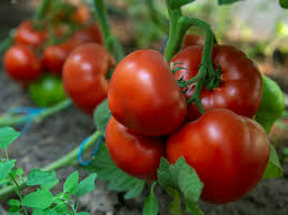 Томат Агилис F1 500 семян ENZA ZADEN