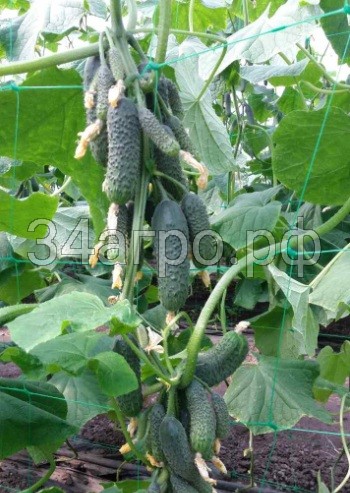 Огурец Каминари (KS 90) F1 25 семян