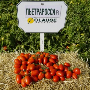 Томат Пьетра Росса F1 50 семян Clause