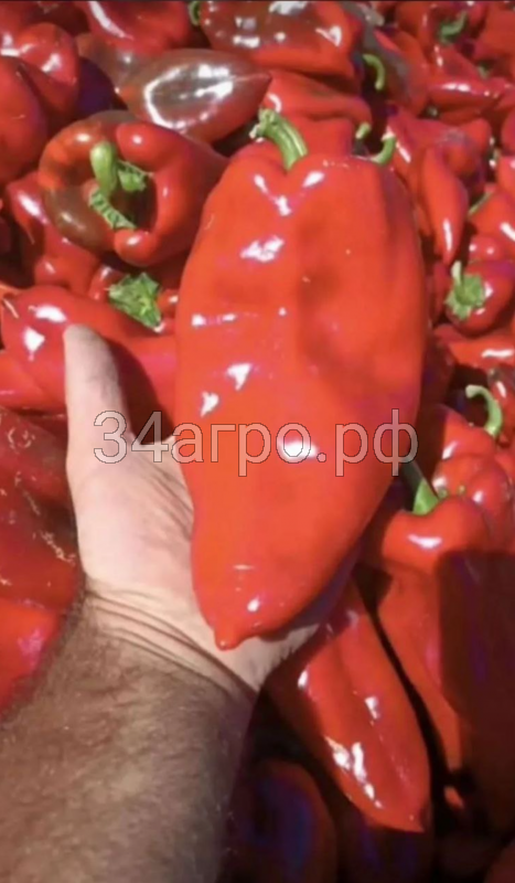 Перец Слоновье Ухо 5гр